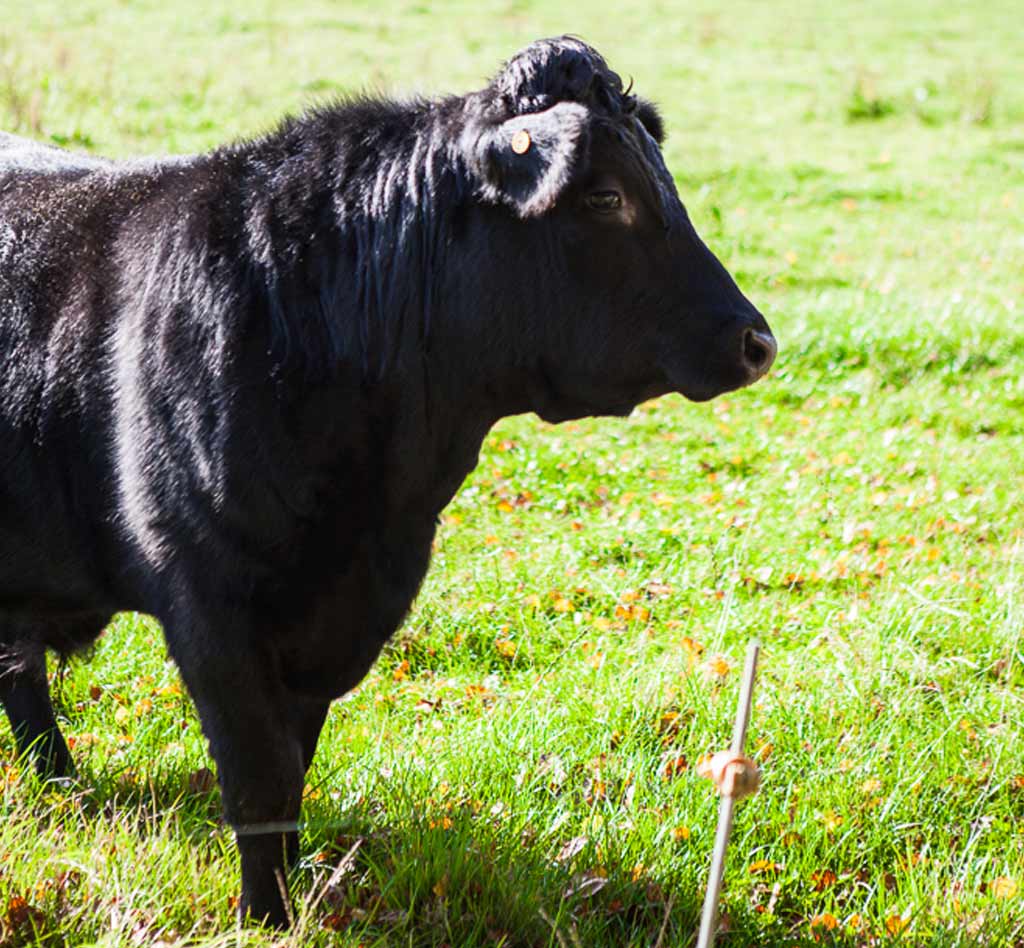 Free range, rare breed Dexter cattle